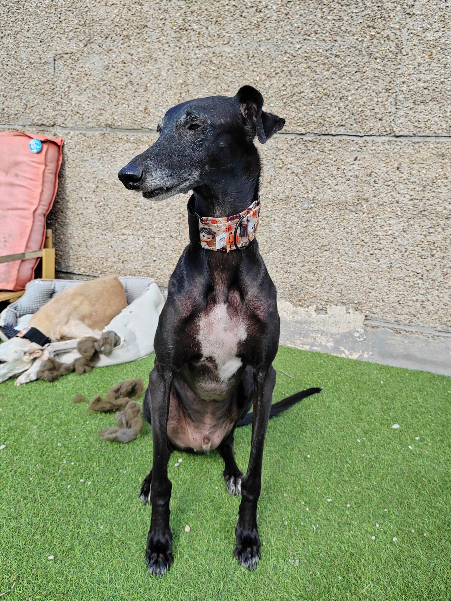 Colección Halloween